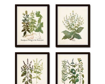 Antique Herbs Print Set No. 29, Herb Prints, Botanical Prints, Kitchen Wall Decor, Botanical Print Set, Kitchen Art, Wall Art, Print Sets