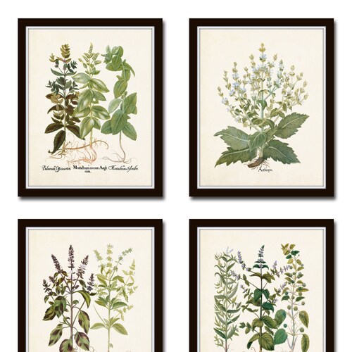 Antique Herbs Print Set No. 29, Herb Prints, Botanical Prints, Botanical Art, Botanical Print Set, Kitchen Art, Giclee, Art Prints, Herbs
