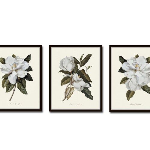 Magnolia Grandiflora Print Set No. 2 Botanical Prints Art - Etsy