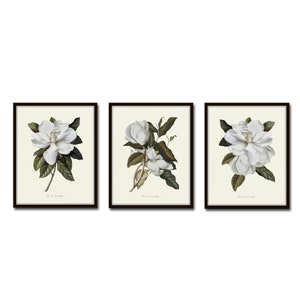 Magnolia Grandiflora Print Set No. 2, Vintage Botanical Prints, Art Print, Antique Botanical Prints, Wall Art, Magnolia Prints, Southern Art