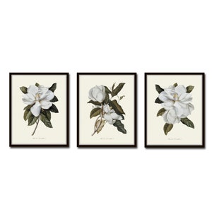 Magnolia Grandiflora Print Set No. 2, Botanical Prints, Art Print, Botanical Print Set, Wall Art, Magnolia Prints