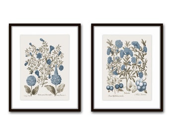Vintage Sepia and Blue Botanical Print Set No. 2, Antique Botanical, Vintage Botanical Prints, Wall Art, Collage Art, Blue Botanical, Giclee