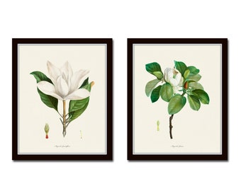 Magnolia Print Set, Vintage Botanical Prints, Giclee, Art Print, Antique Botanical Prints, Wall Art, Redoute Southern Art, Magnolia Prints