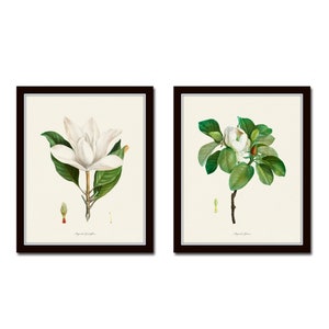 Magnolia Print Set, Botanical Prints, Giclee, Art Print, Botanical Print Set, Wall Art, Print, Redoute Botanical Prints, Magnolia Prints