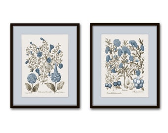 Vintage Sepia and Blue Botanical Print Set No. 4, Botanical Art, Vintage Botanical Prints, Wall Art, Collage Art, Home Decor