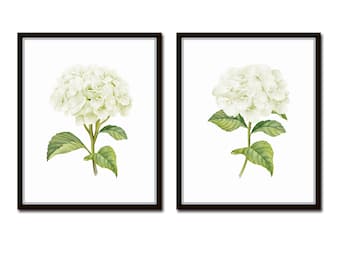 White Watercolor Hydrangea Print Set No. 2,  Giclee, Botanical Print Set, Hydrangea Print, Watercolor Botanical Prints, White Flower Prints