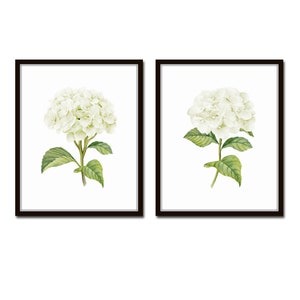 White Watercolor Hydrangea Print Set No. 2,  Giclee, Botanical Print Set, Hydrangea Print, Watercolor Botanical Prints, White Flower Prints