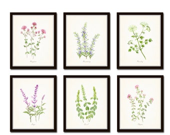 Watercolor Flowering Herbs Print Set No. 1, Botanical Prints, Giclee, Herb Prints, Kitchen Art, Botanical Print Set, Wall Art Watercolor Art