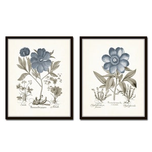 Vintage Sepia and Blue Print Set No. 7, Botanical Prints, Vintage Botanical Print. Botanical Print Set
