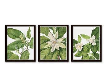 Vintage Watercolor Magnolia No. 3, Print Set, Botanical Prints, Botanical Art, Giclee, Art Prints, Wall Art, Vintage Botanical Prints