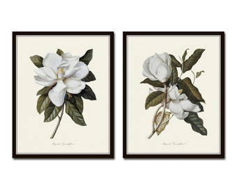 Magnolia Grandiflora Print Set No. 1, Botanical Prints, Art Print, Botanical Print Set, Wall Art, Magnolia Prints