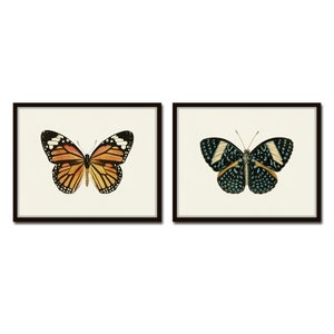 Vintage Butterfly Print Set No. 5, Butterfly Art Prints, Insect Art, Home Decor, Wall Art, Print Set, Butterfly Prints, Insect Prints