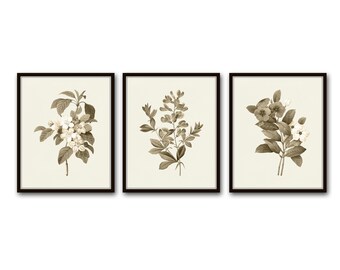 Sepia Botanica Print Set No. 2, Print Set, French Botanical Prints, Antique Botanical Art, Wall Art, Farmhouse Art, Vintage Botanical Prints