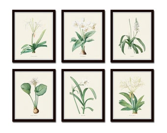 White Botanical Print Set No. 5, Botanical Art, White Botanical Prints, Giclee, Wall Art, Art Prints, Wall Decor, Redoute Botanical Prints