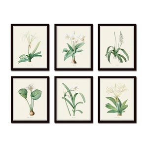 White Botanical Print Set No. 5, Botanical Art, White Botanical Prints, Giclee, Wall Art, Art Prints, Wall Decor, Redoute Botanical Prints