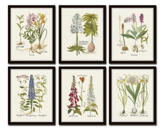 Antique Botanical Print Set No. 32, Botanical Prints, Botanical Art, Botanical Print Set, Giclee, Art Prints