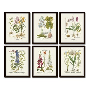 Antique Botanical Print Set No. 32, Vintage Botanical Prints, Botanical Art, Giclee, Home Decor, Wall Art, Grandmillennial