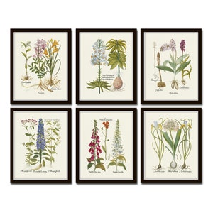 Antique Botanical Print Set No. 32, Botanical Prints, Botanical Art, Botanical Print Set, Giclee, Art Prints image 1