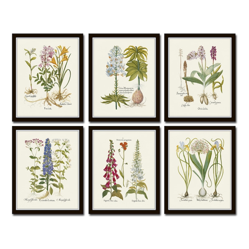 Original Botanitcal Prints Botanical Art - Etsy