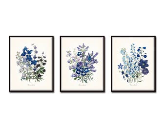 Fleurs de Jardin Print Set No. 26, Gicle, Botanical Prints, Botanical Art, Giclee, Art Prints, Wall Art, Print Sets, Vintage Botanical