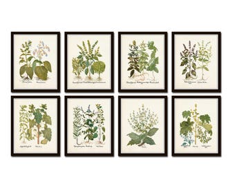 Botanical Print Set No. 31, Herb Prints, Botanical Prints, Botanical Art, Botanical Print Set, Kitchen Art, Giclee, Art Prints, Antique Herb