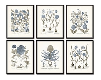 Vintage Sepia and Blue Print Set No. 5, Botanical Prints, Vintage Botanical Print. Botanical Print Set
