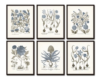 Vintage Sepia and Blue Print Set No. 5, Botanical Prints, Vintage Botanical Print. Botanical Print Set