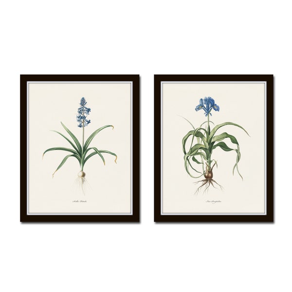Blue Botanical Print Set No. 28, Redoute Botanical Prints, Blue Flower Prints, Wall Decor, Botanical Print Set