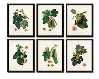 Botanical Print Set, Italian Figs Print Set No. 2, Botanical Art, Fruit Prints, Giclee, Wall Art, Art Prints, Wall Decor, Kitchen Art