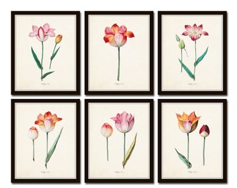 Tulip Print Set No. 1, Botanical Prints, Botanical Print Sets, Wall Art, Art Prints, Giclee, Tulip Prints, Botanical Art Prints