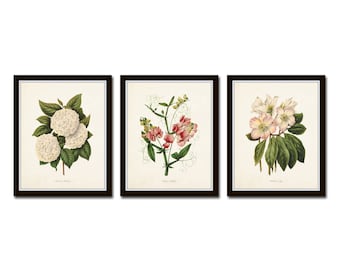 Botanical Garden No. 2, Print Set, Botanical Prints, Botanical Art, Giclee, Art Prints, Wall Art, Farmhouse Art, Vintage Botanical Prints