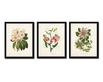 Botanical Garden No. 25, Print Set, Botanical Prints, Botanical Art, Giclee, Art Prints, Wall Art, Farmhouse Art, Vintage Botanical Prints