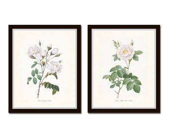 White Roses Print Set No. 2, Redoute Rose Prints, Wall Art, Home Decor, Giclee, Botanical Prints, Botanical Print Sets, Botanical Art