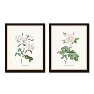 White Roses Print Set No. 2, Redoute Rose Prints, Wall Art, Home Decor, Giclee, Botanical Prints, Botanical Print Sets, Botanical Art