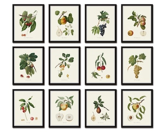 Vintage Fruit Prints, Italian Fruit Prints, Kitchen Art, Giclee, Art Prints, Botanical Prints, Antique Fruit Prints, Wall Art