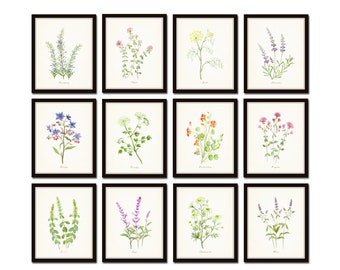 Watercolor Flowering Herbs Print Set No. 3, Botanical Prints, Giclee, Herb Prints, Kitchen Art, Botanical Print Set, Wall Art Watercolor Art