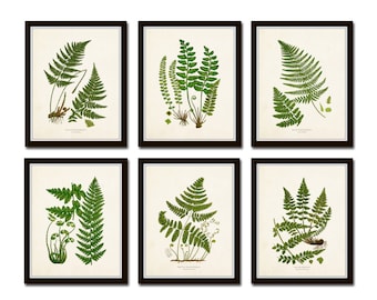 Vintage Ferns Print Set No. 26, Giclee, Botanical Art, Botanical Print Set, Vintage Fern Prints, Wall Decor Living Room, Wall Art