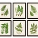 see more listings in the FERNS section