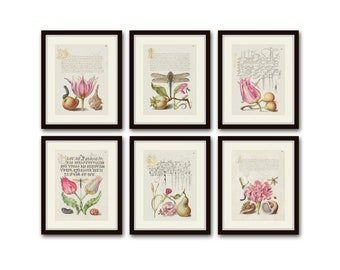 Botanical Print Set, Calligraphy Art, Manuscript, Giclee, Art Print, Botanical Prints, Vintage Botanical, Tulip Print, Dragonfly Print