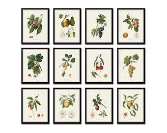 Vintage Italian Fruit Print Set No. 1, Vintage Fruit Prints, Kitchen Art, Antique Fruit Prints, Kitchen Art, Fruit Prints, Gallery Wall Art