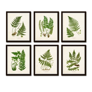 Vintage Ferns Print Set No. 26, Giclee, Botanical Art, Botanical Print Set, Antique Fern Prints, Home Decor Wall Art, Living Room