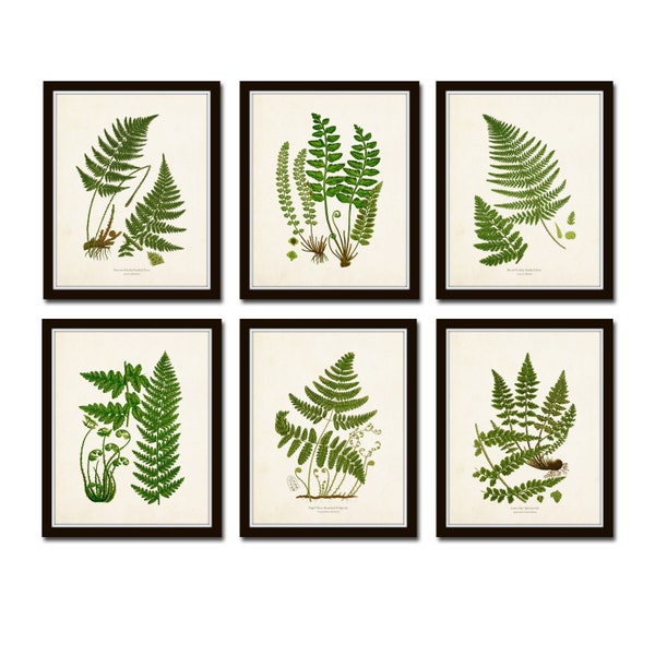Vintage Ferns Print Set No. 26, Giclee, Botanical Art, Botanical Print Set, Vintage Fern Prints, Wall Decor Living Room, Wall Art