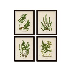 Vintage Fern Print Set No. 34, Giclee, Collage, Botanical Art, Print Sets, Vintage Fern Prints, Illustration, Vintage Botanicals, Art Print