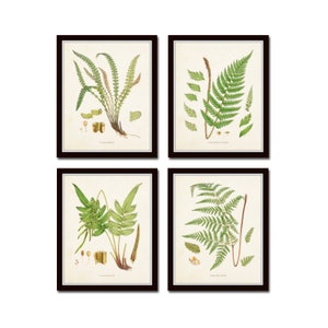 British Ferns Print Set No. 10, Botanical Prints, Giclee, Wall Art, Prints, Antique Botanical, Vintage Fern Prints, Vintage Botanical Art