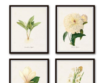 Botanical Prints, White Botanical Prints, Set No. 1, Botanical Print, Giclee, Art Print, Vintage Botanical, White Flowers, Rose, Peony