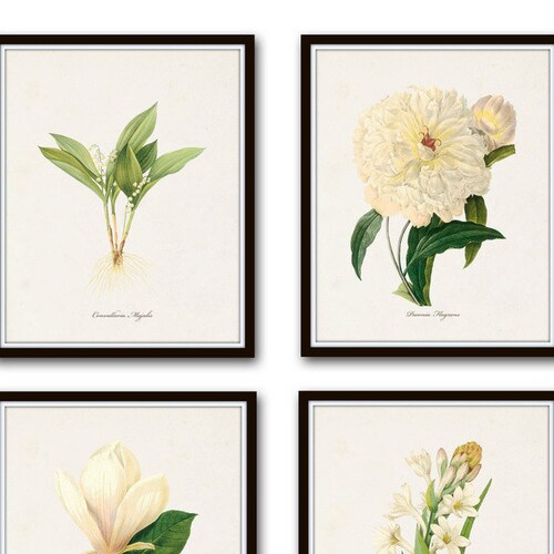 White Botanical Print Set No. 4 Botanical Print Giclee Art - Etsy