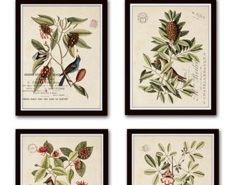 Vintage Bird and Botanical Print Set No.1, Giclee, Art Prints, Antique Botanical Prints, Wall Art,Vintage Bird Prints, Mark Catesby, Collage