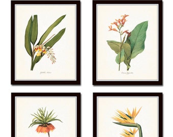 Tropical Botanicals Print Set No. 5, Giclee, Art Prints, Antique Botanical Prints, Wall Art,Vintage Botanical Prints, Flower Prints, Coastal