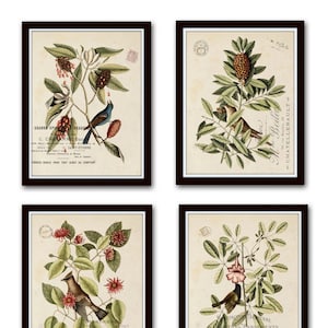 Vintage Bird and Botanical Print Set No.1, Giclee, Art Prints, Antique Botanical Prints, Wall Art,Vintage Bird Prints, Mark Catesby, Collage image 1