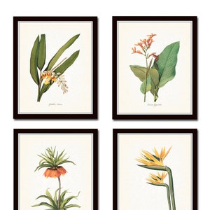 Tropical Botanicals Print Set No. 5, Giclee, Art Prints, Antique Botanical Prints, Wall Art,Vintage Botanical Prints, Flower Prints, Coastal